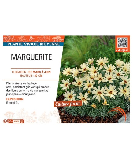 MARGUERITE (jaune)