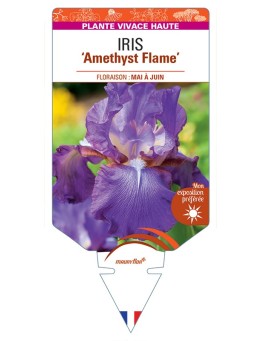 IRIS (germanica) Amethyst Flame