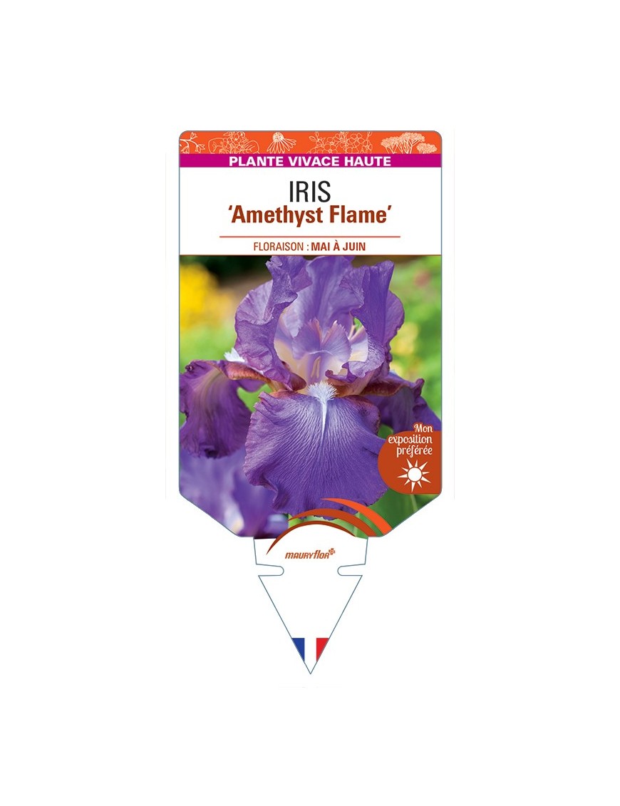 IRIS (germanica) Amethyst Flame