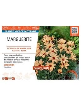 MARGUERITE (orange)