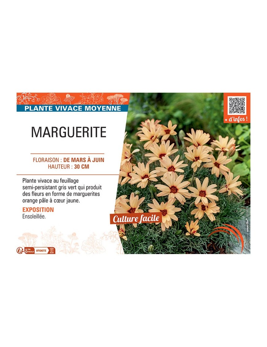 MARGUERITE (orange)