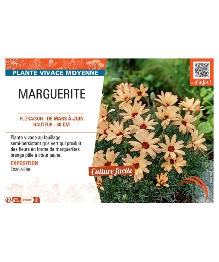 MARGUERITE (orange)