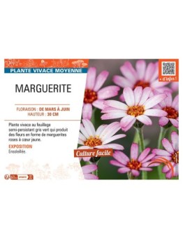 MARGUERITE (rose)