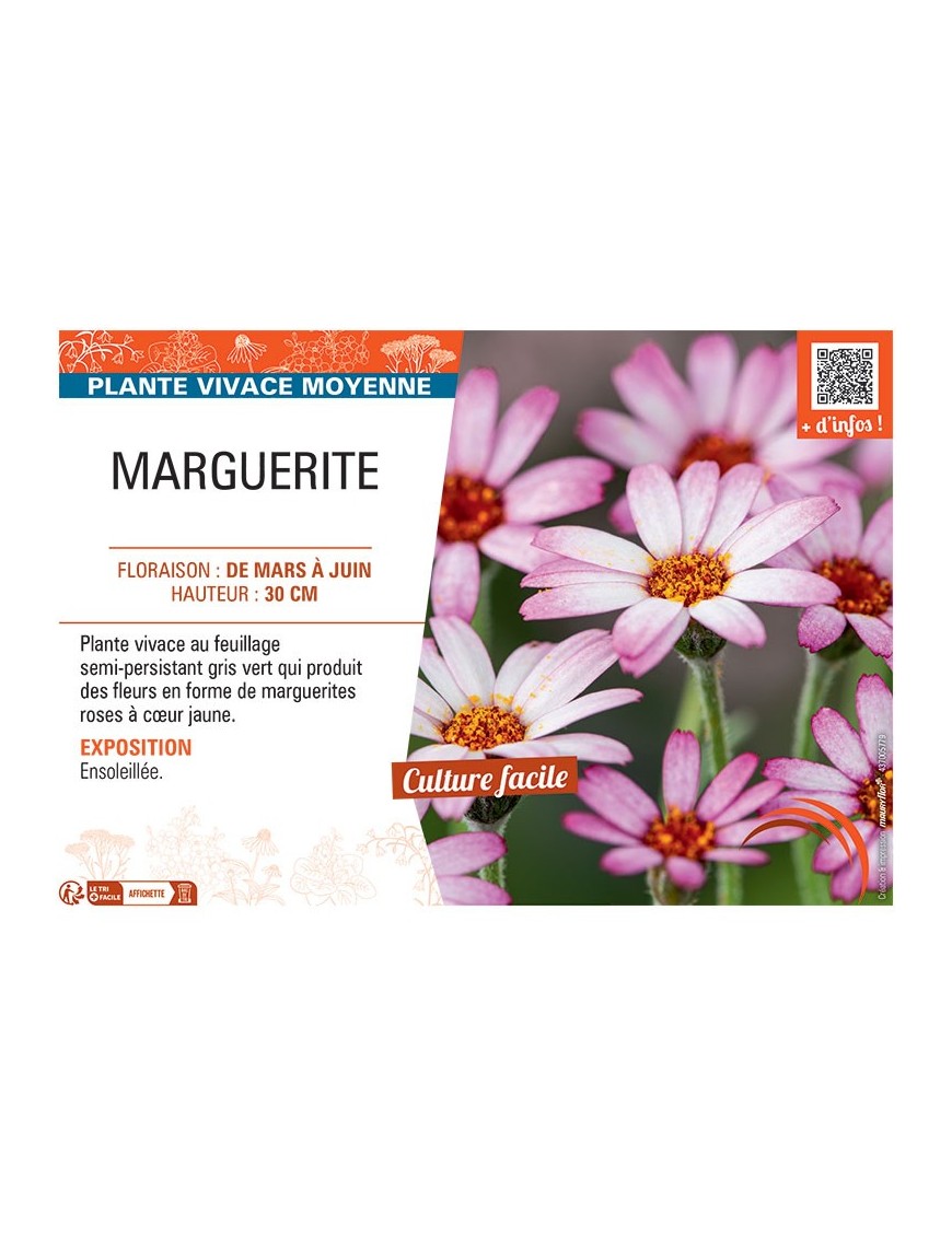 MARGUERITE (rose)