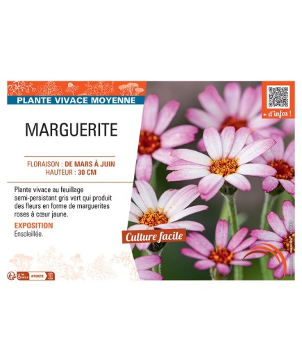 MARGUERITE (rose)