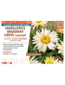 MARGUERITE BROADWAY LIGHTS Leumayel