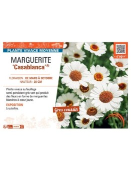 MARGUERITE CASABLANCA®