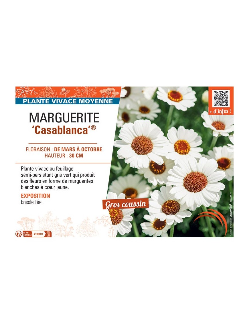 MARGUERITE CASABLANCA®
