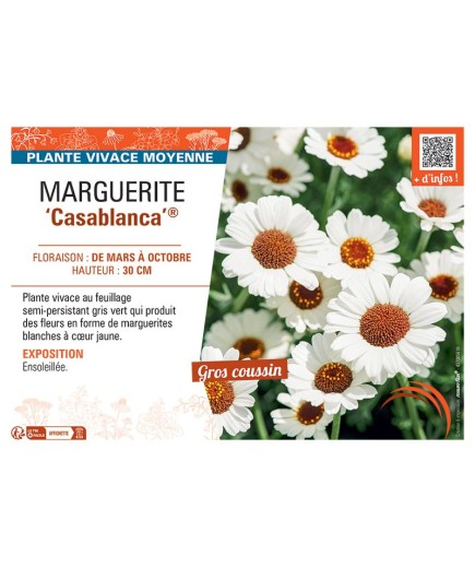 MARGUERITE CASABLANCA®