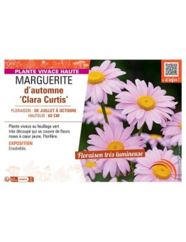 MARGUERITE D'AUTOMNE CLARA CURTIS