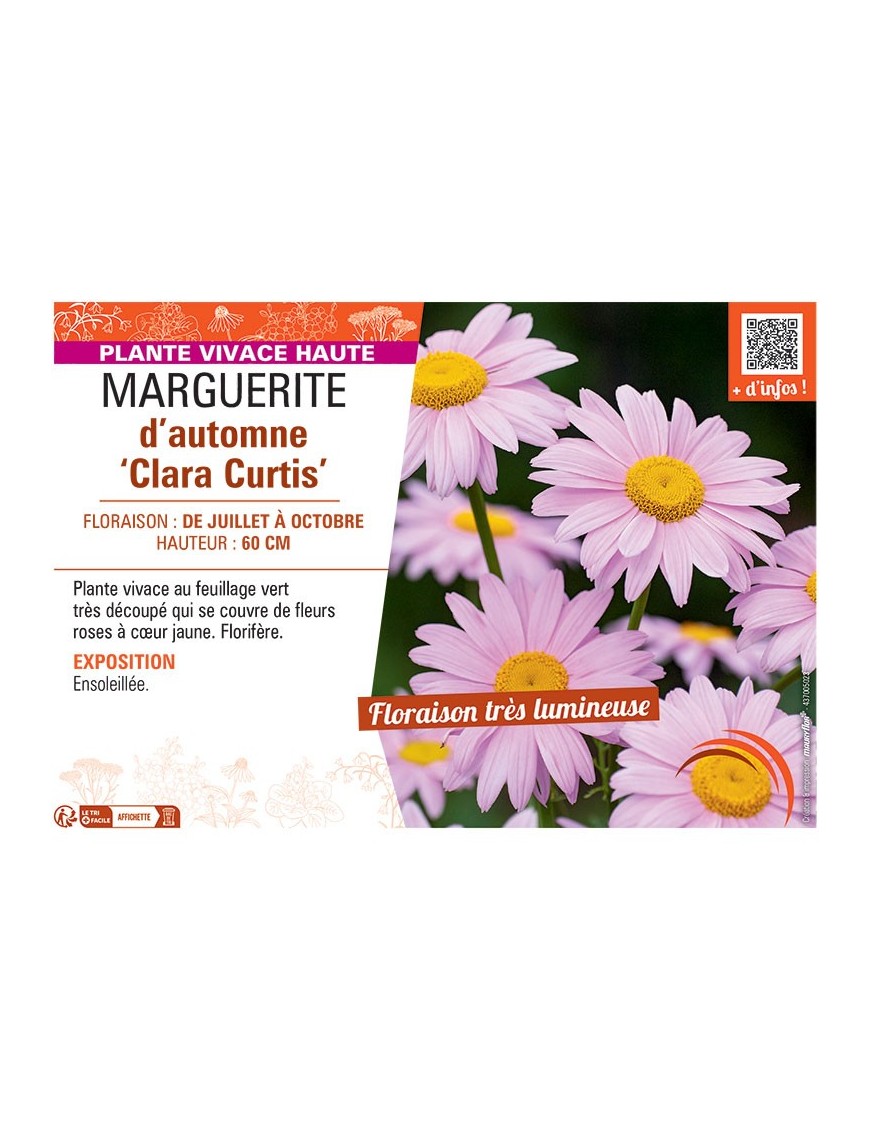 MARGUERITE D'AUTOMNE CLARA CURTIS