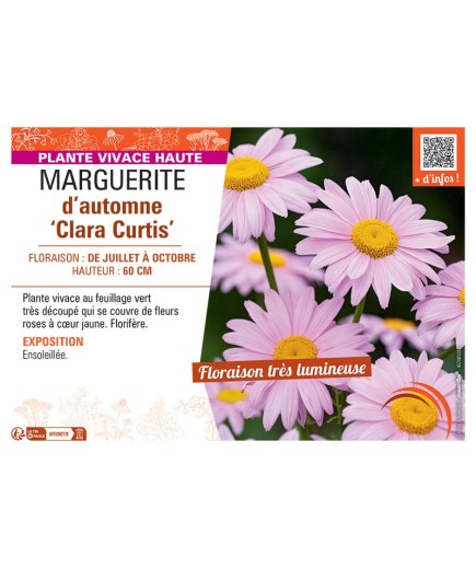MARGUERITE D'AUTOMNE CLARA CURTIS