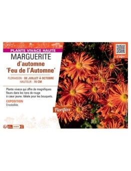 MARGUERITE D'AUTOMNE FEU DE L'AUTOMNE