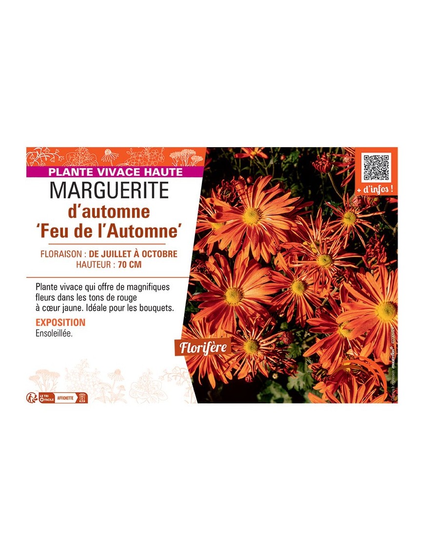 MARGUERITE D'AUTOMNE FEU DE L'AUTOMNE