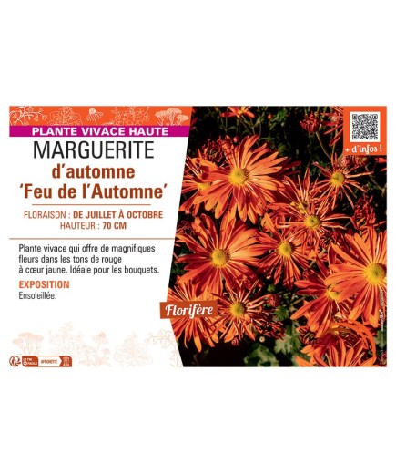 MARGUERITE D'AUTOMNE FEU DE L'AUTOMNE