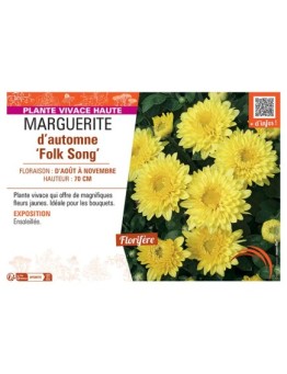 MARGUERITE D'AUTOMNE FOLK SONG