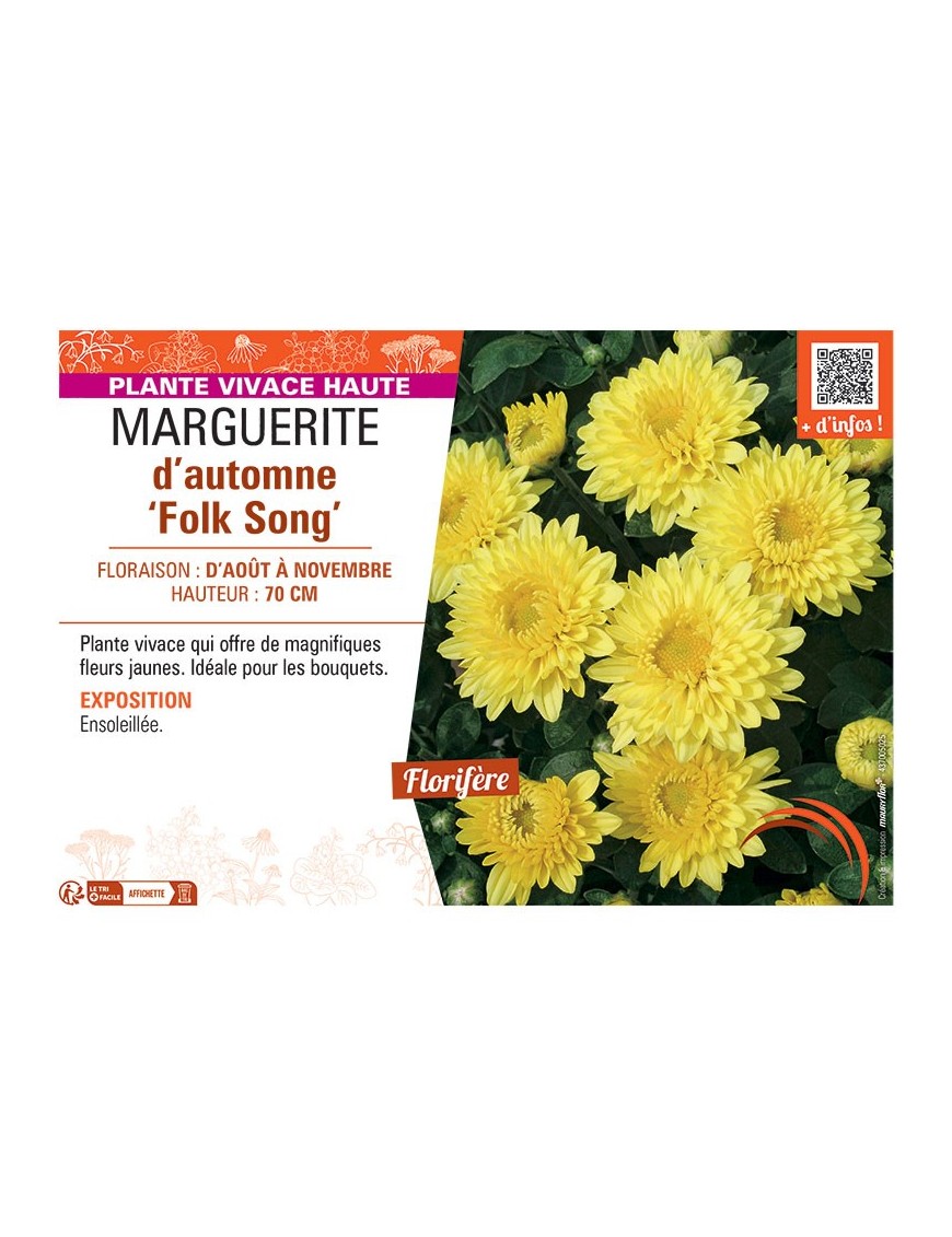 MARGUERITE D'AUTOMNE FOLK SONG