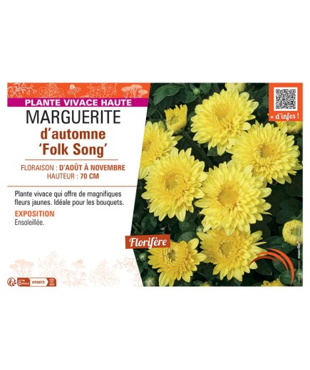 MARGUERITE D'AUTOMNE FOLK SONG