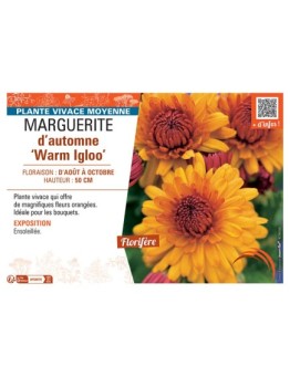 MARGUERITE D'AUTOMNE WARM IGLOO