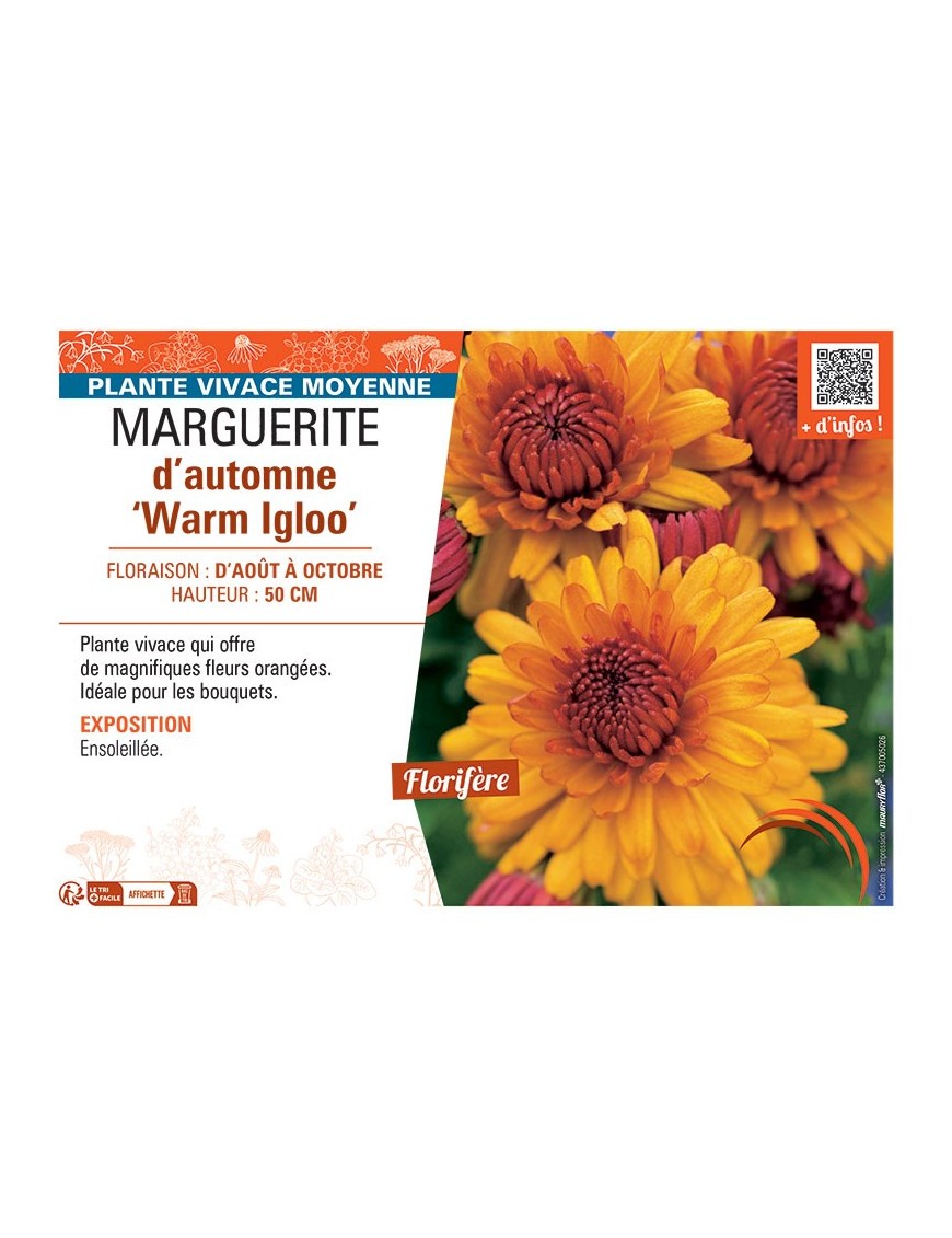 MARGUERITE D'AUTOMNE WARM IGLOO