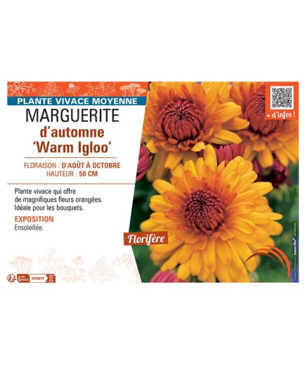 MARGUERITE D'AUTOMNE WARM IGLOO