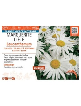 MARGUERITE D'ÉTÉ Leucanthemum