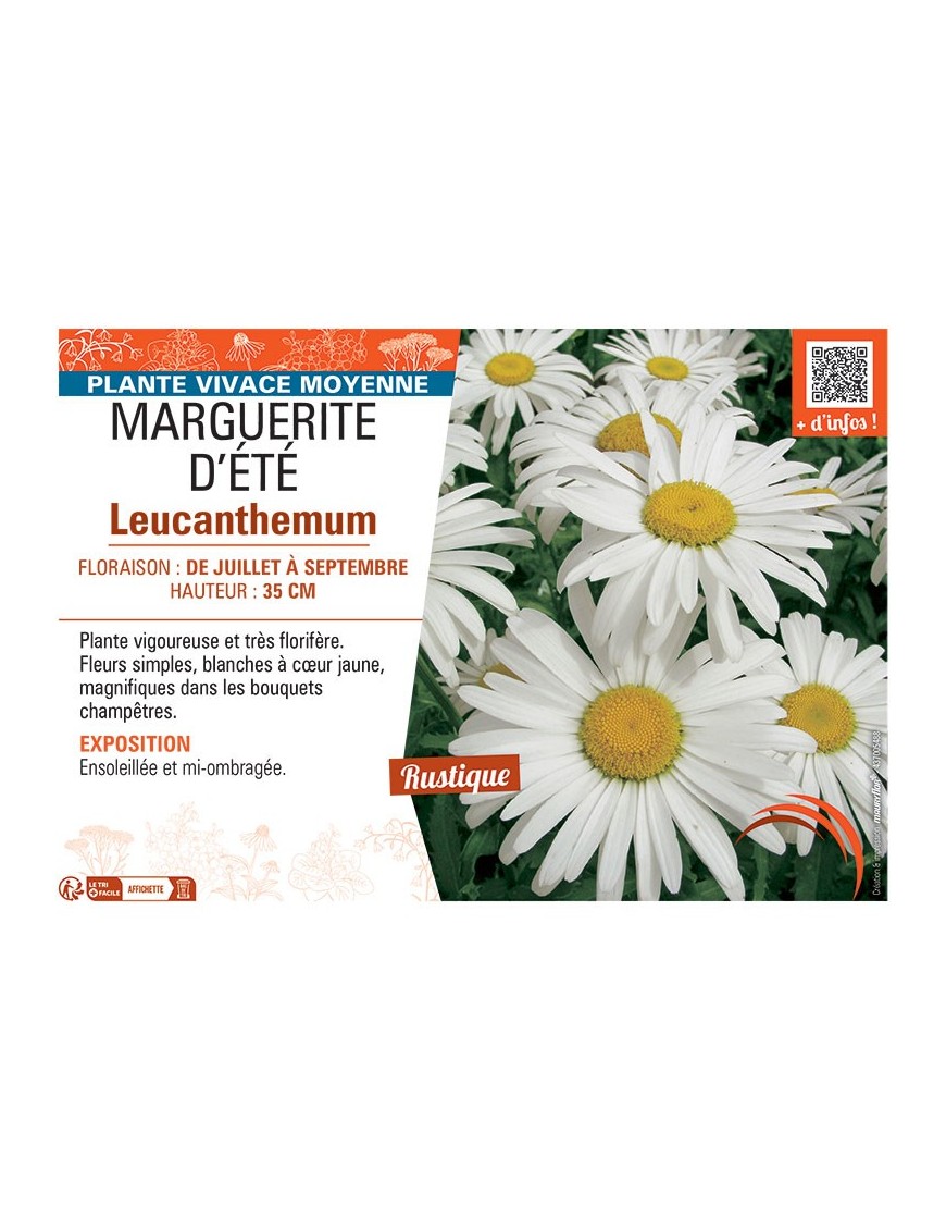 MARGUERITE D'ÉTÉ Leucanthemum