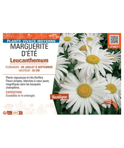MARGUERITE D'ÉTÉ Leucanthemum