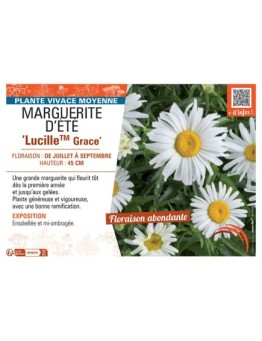 MARGUERITE D'ÉTÉ LUCILLE ™ GRACE