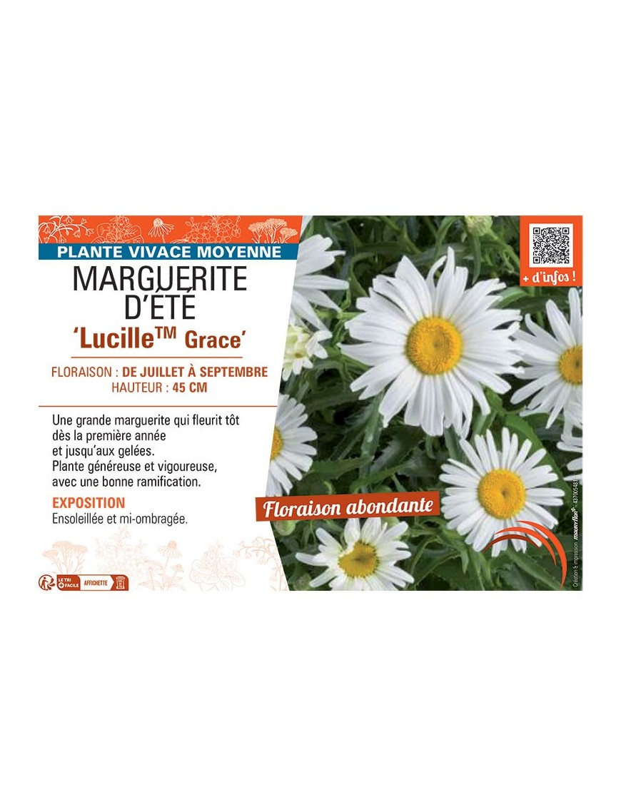 MARGUERITE D'ÉTÉ LUCILLE ™ GRACE