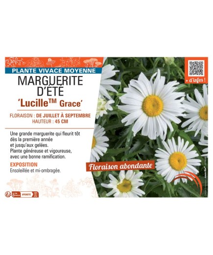 MARGUERITE D'ÉTÉ LUCILLE ™ GRACE