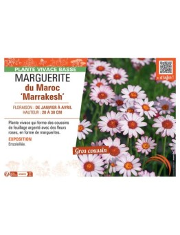 MARGUERITE DU MAROC MARRAKESH