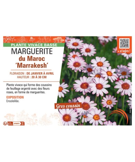 MARGUERITE DU MAROC MARRAKESH