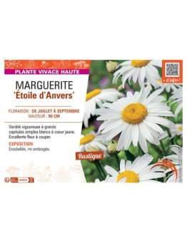 MARGUERITE ETOILE D'ANVERS