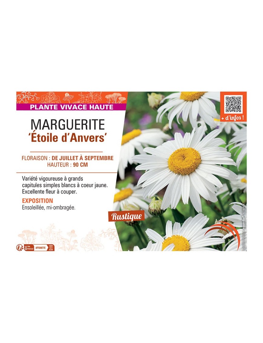 MARGUERITE ETOILE D'ANVERS