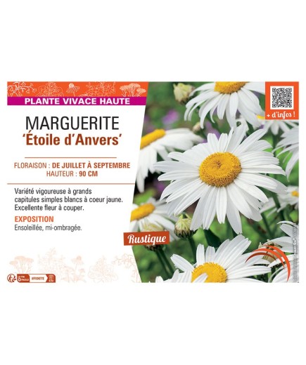 MARGUERITE ETOILE D'ANVERS