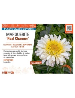 MARGUERITE REAL CHARMER