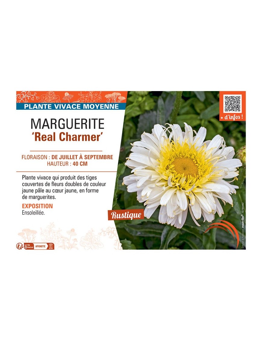 MARGUERITE REAL CHARMER
