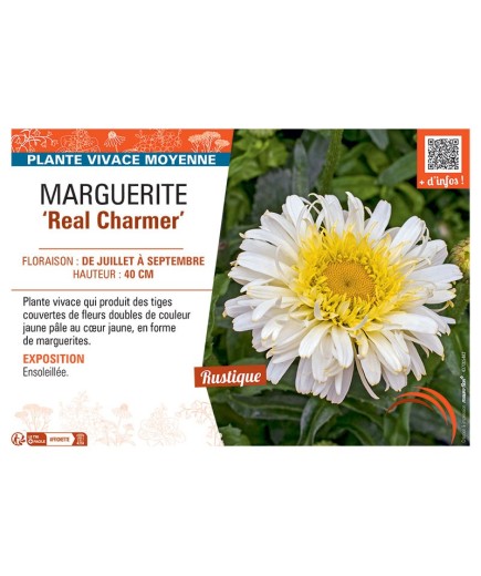 MARGUERITE REAL CHARMER