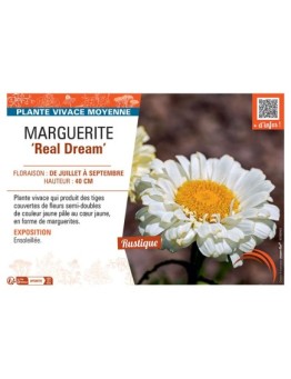 MARGUERITE REAL DREAM