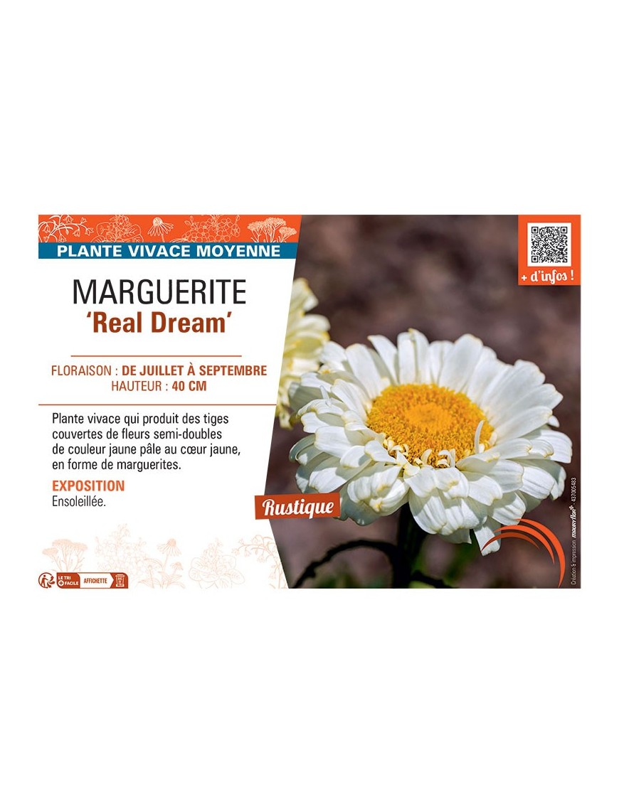 MARGUERITE REAL DREAM