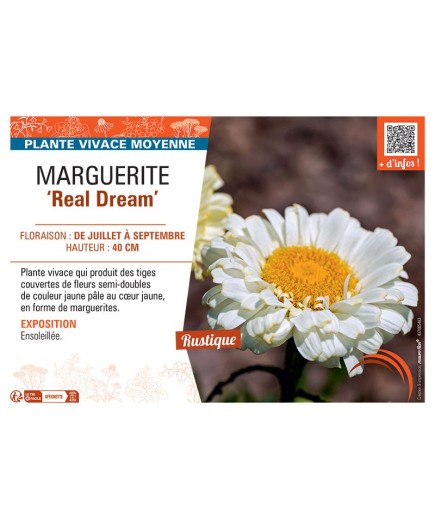 MARGUERITE REAL DREAM