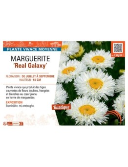 MARGUERITE REAL GALAXY