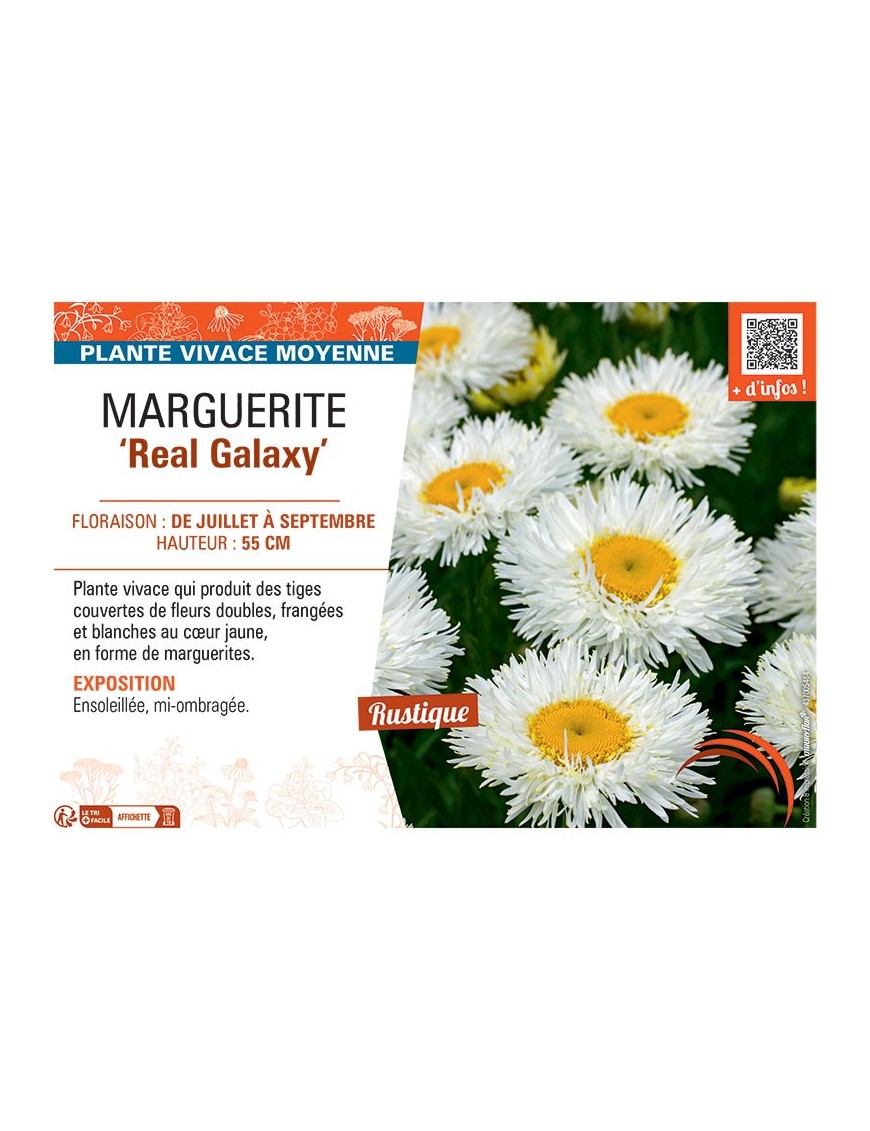 MARGUERITE REAL GALAXY