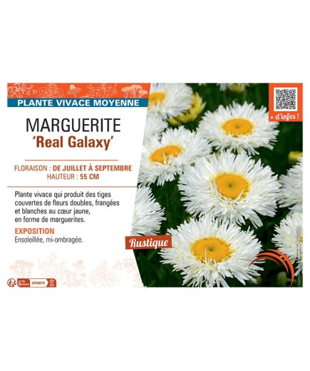 MARGUERITE REAL GALAXY