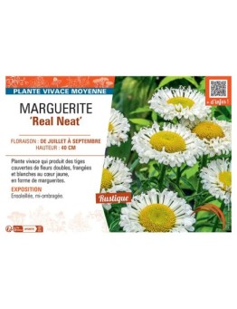 MARGUERITE REAL NEAT