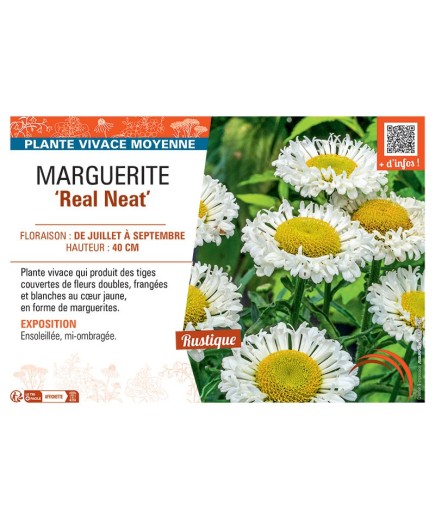 MARGUERITE REAL NEAT