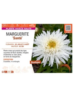 MARGUERITE SANTE