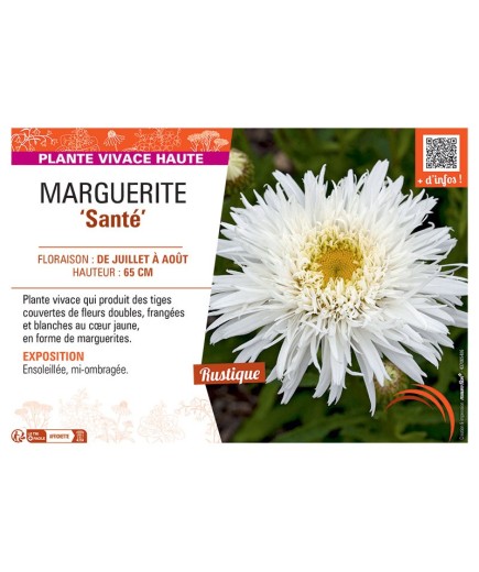 MARGUERITE SANTE