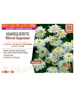 MARGUERITE WIRRAL SUPREME